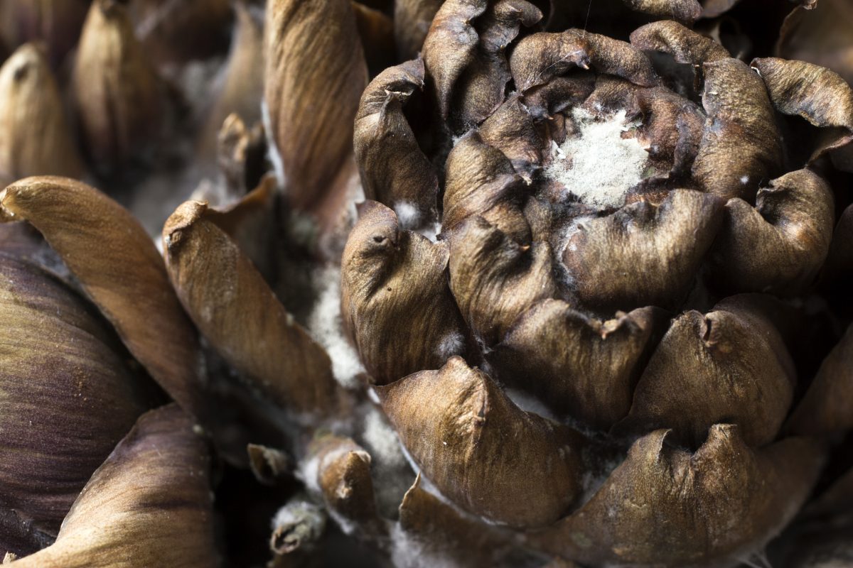 Health Benefits of Artichokes Why they Should be in Your Garden The