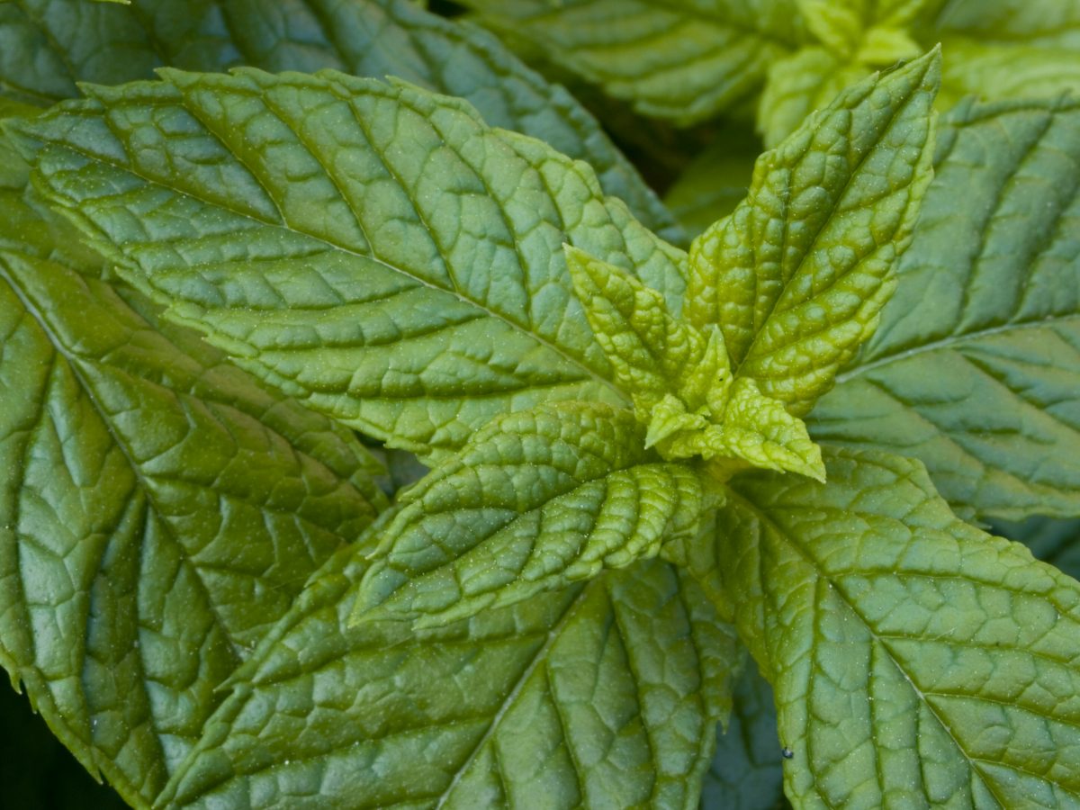 What to Consider When Growing Peppermint The Habitat
