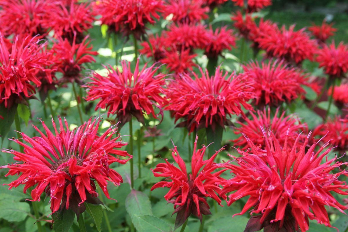 Bee Balm Colorful & Flavorful Garden Addition The Habitat