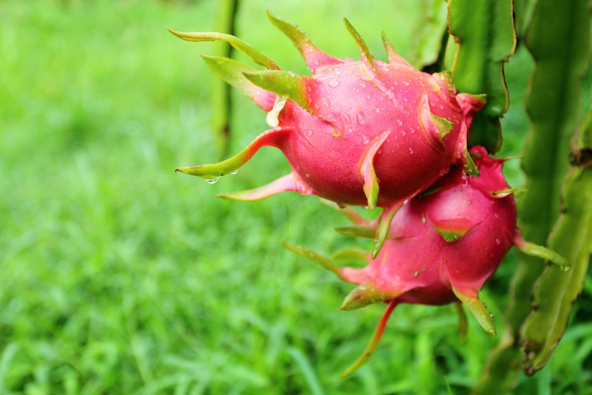 15 Simple Tips for Growing the Dragon Fruit Plant The Habitat