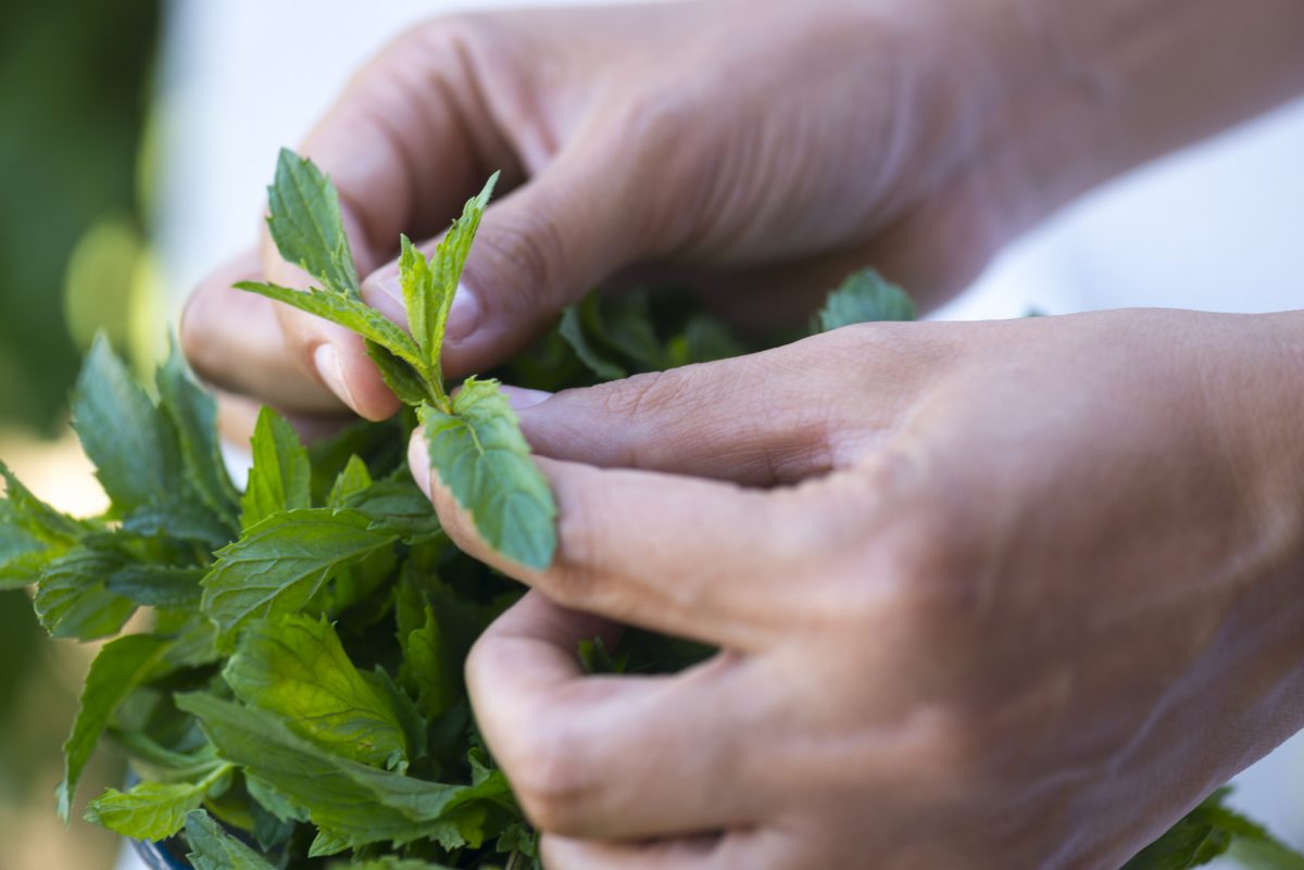 What to Consider When Growing Peppermint The Habitat