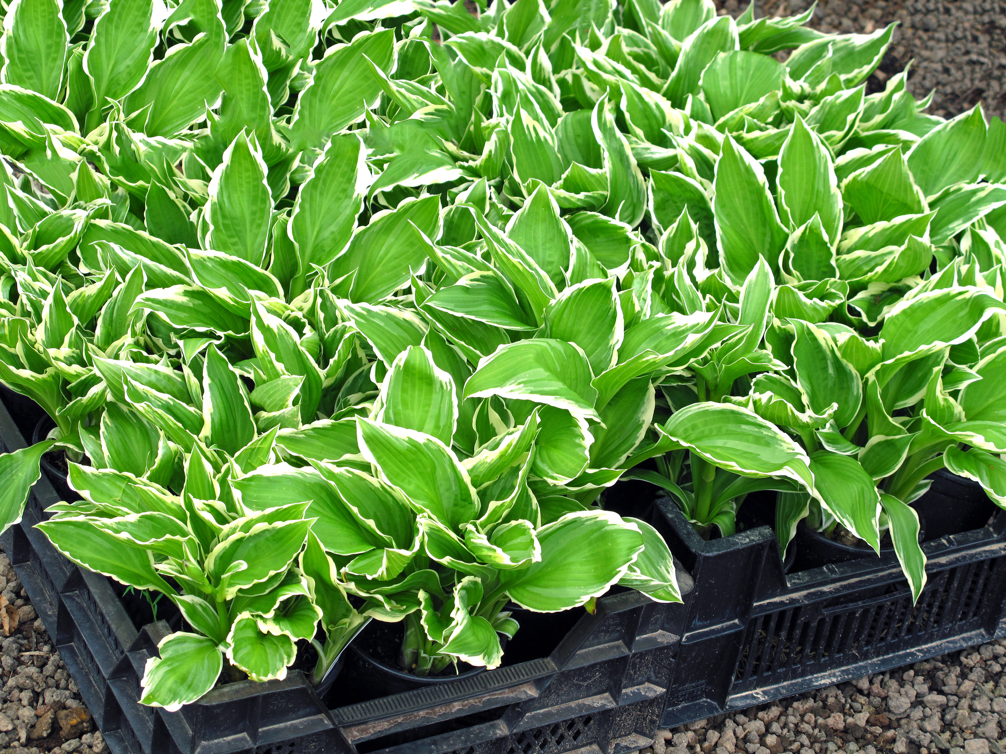 15 Ways to Make Your Hosta Flourish - The Habitat