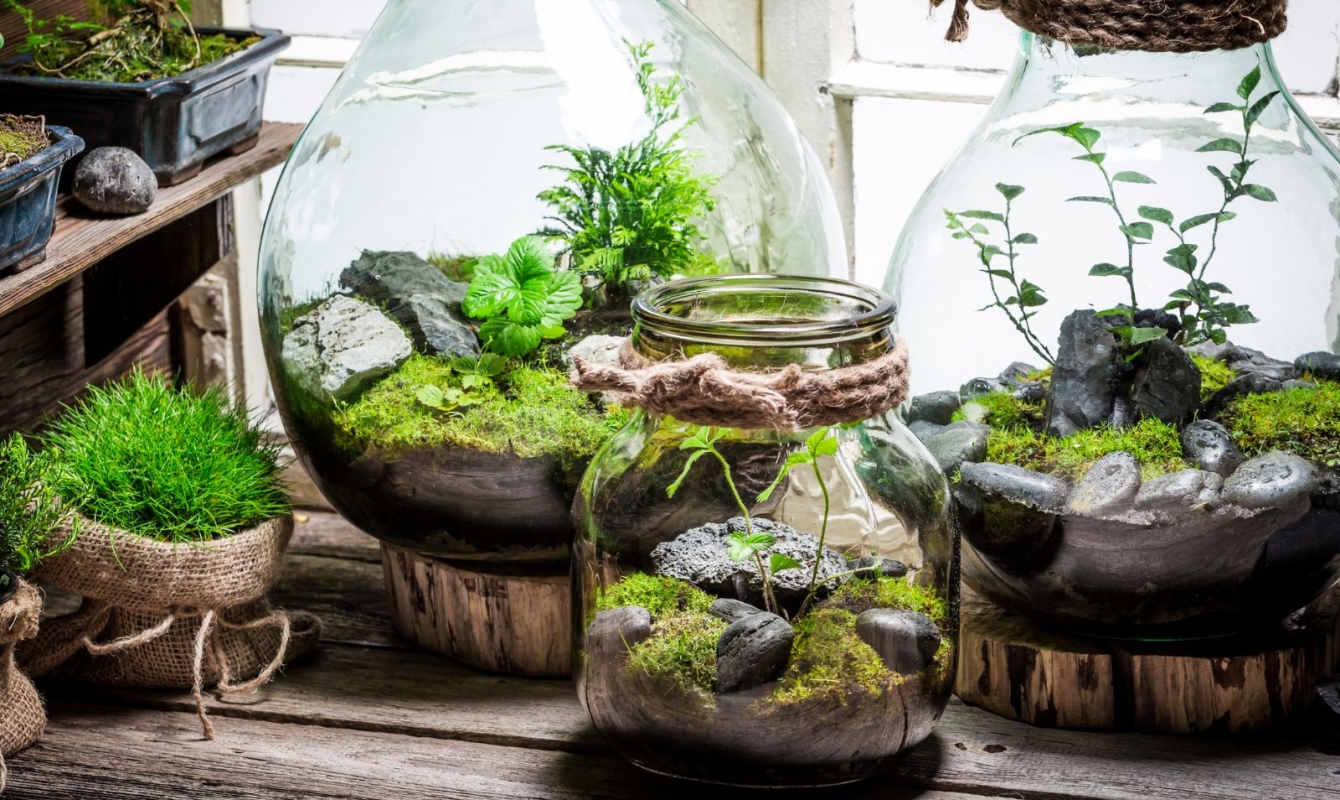 Picking the Perfect Plants For Your DIY Terrarium The Habitat