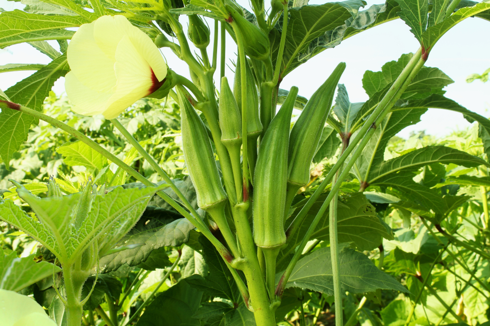 Grow Okra From Seed Tips & Tricks The Habitat