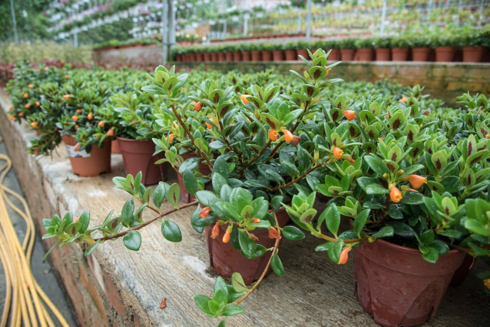 Easy Tips for Growing the Unique Goldfish Plant The Habitat