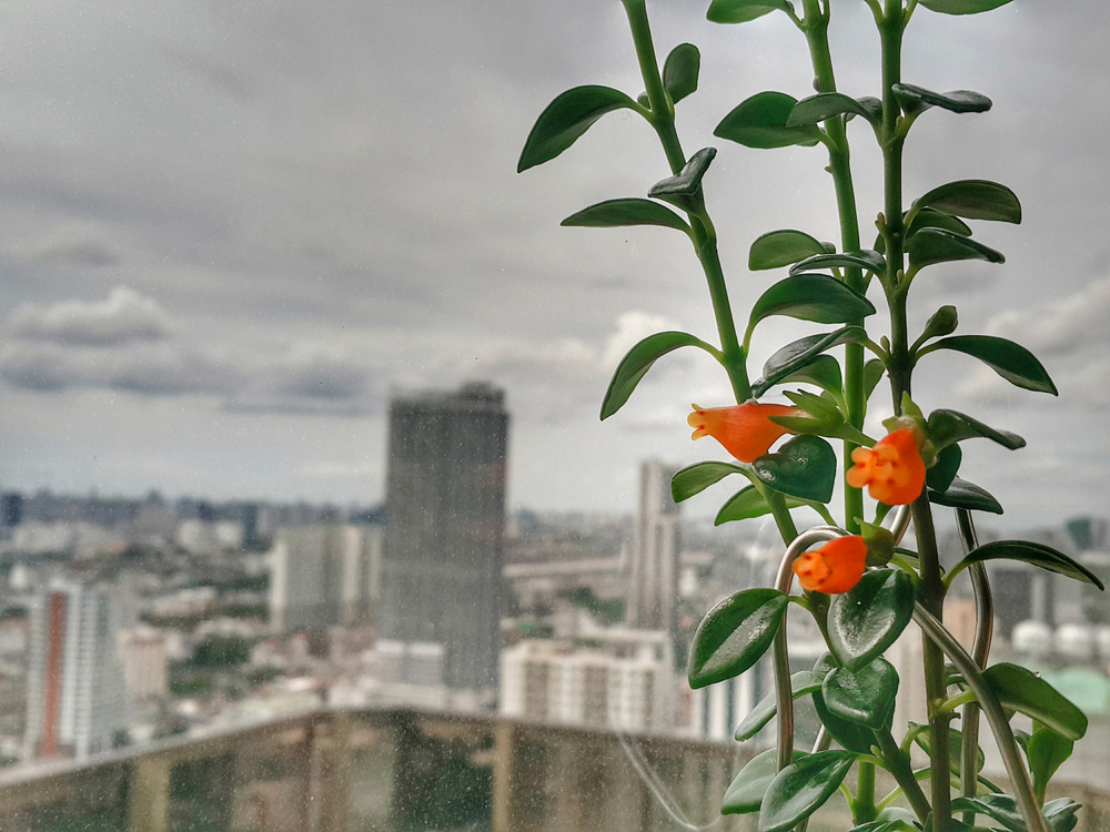 Easy Tips for Growing the Unique Goldfish Plant The Habitat