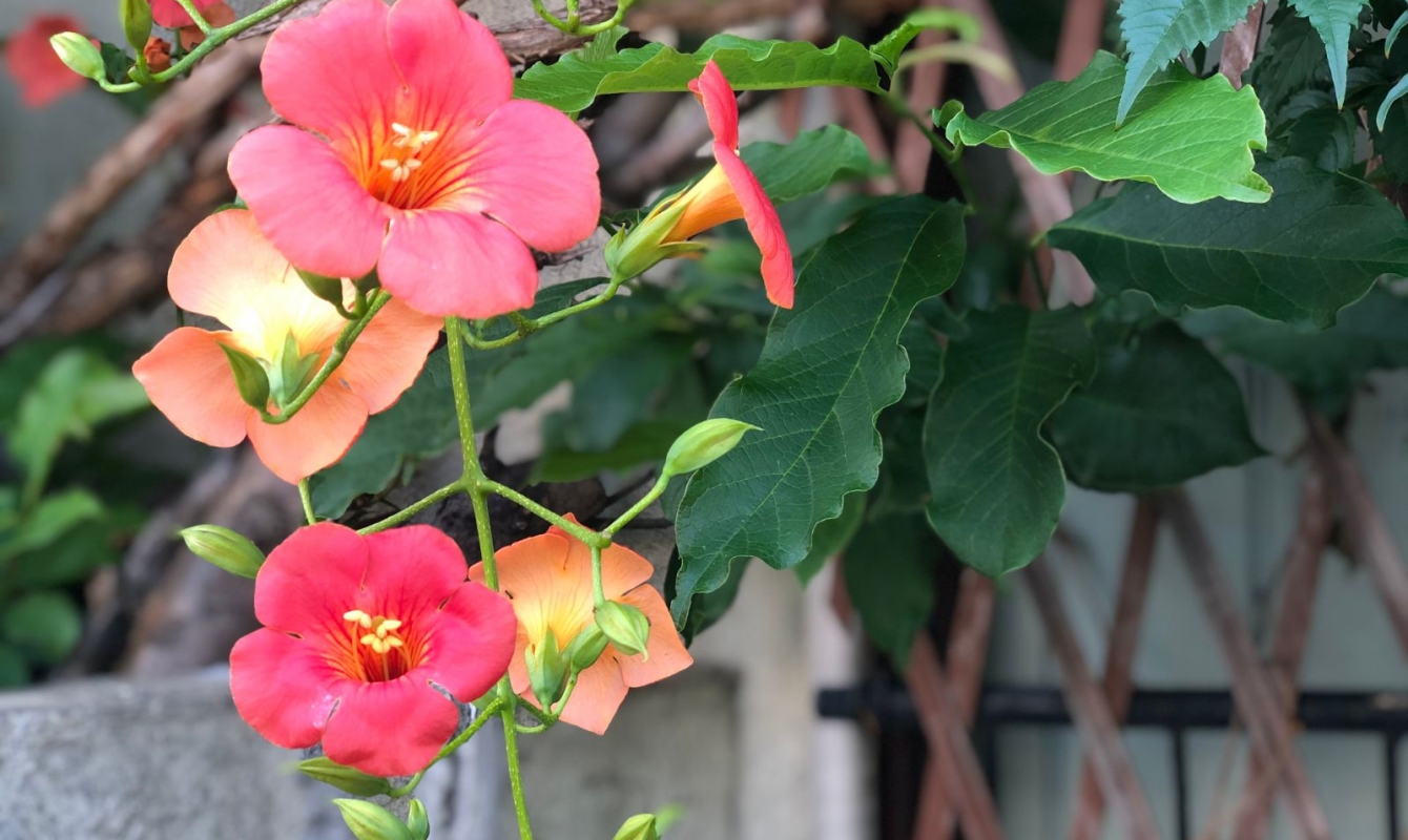 The Beauties and Burdens of Trumpet Vines The Habitat