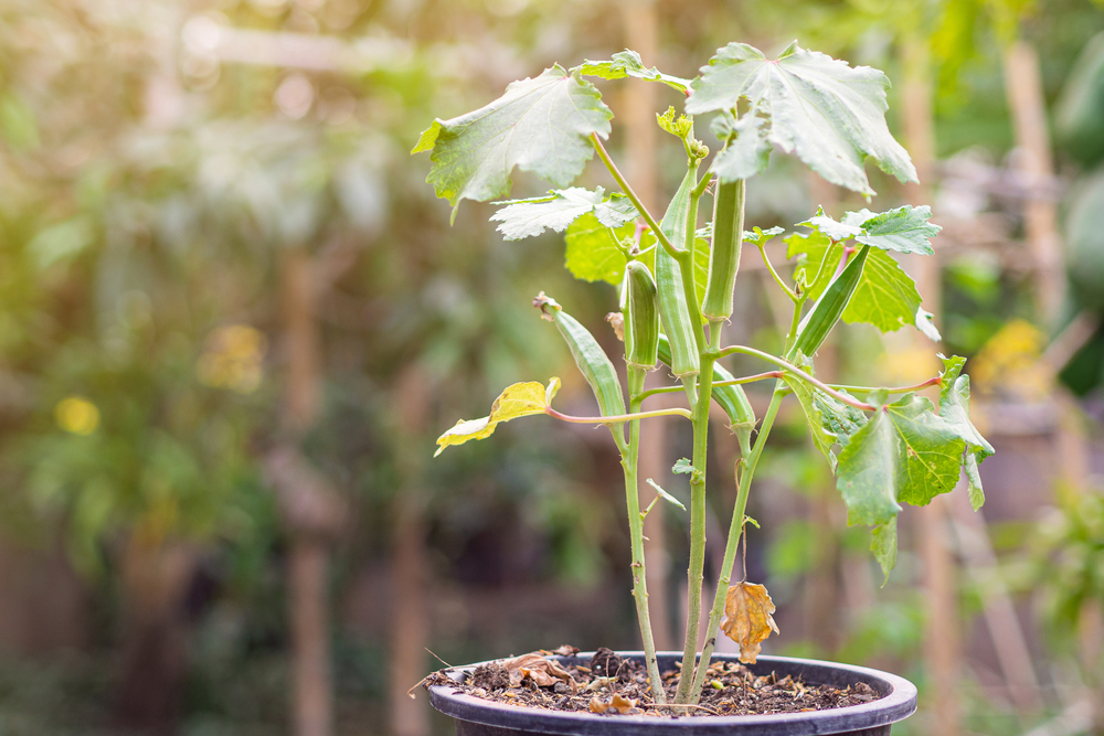 Grow Okra From Seed Tips & Tricks The Habitat