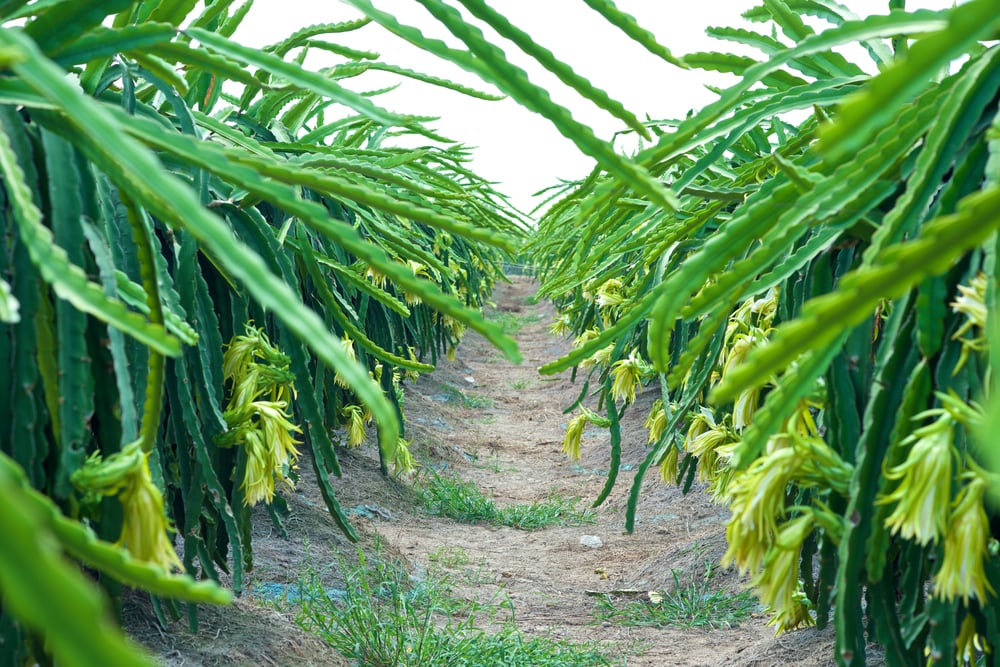 15 Simple Tips for Growing the Dragon Fruit Plant The Habitat