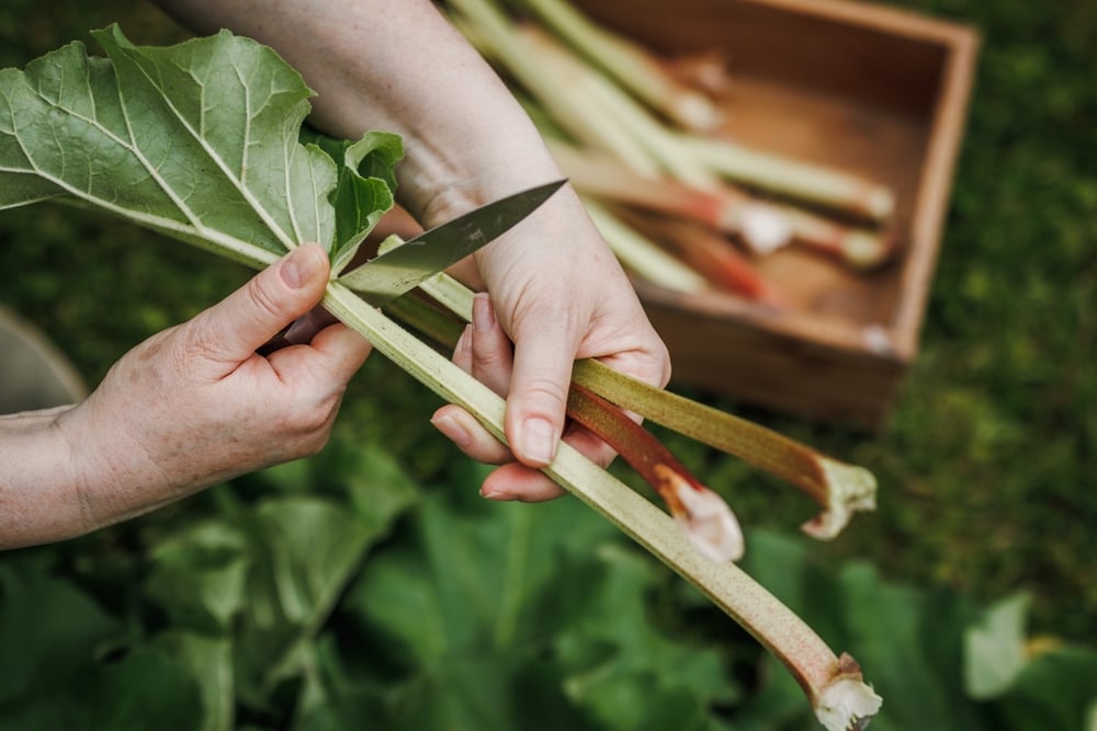How to Grow and Care for Rhubarb The Habitat