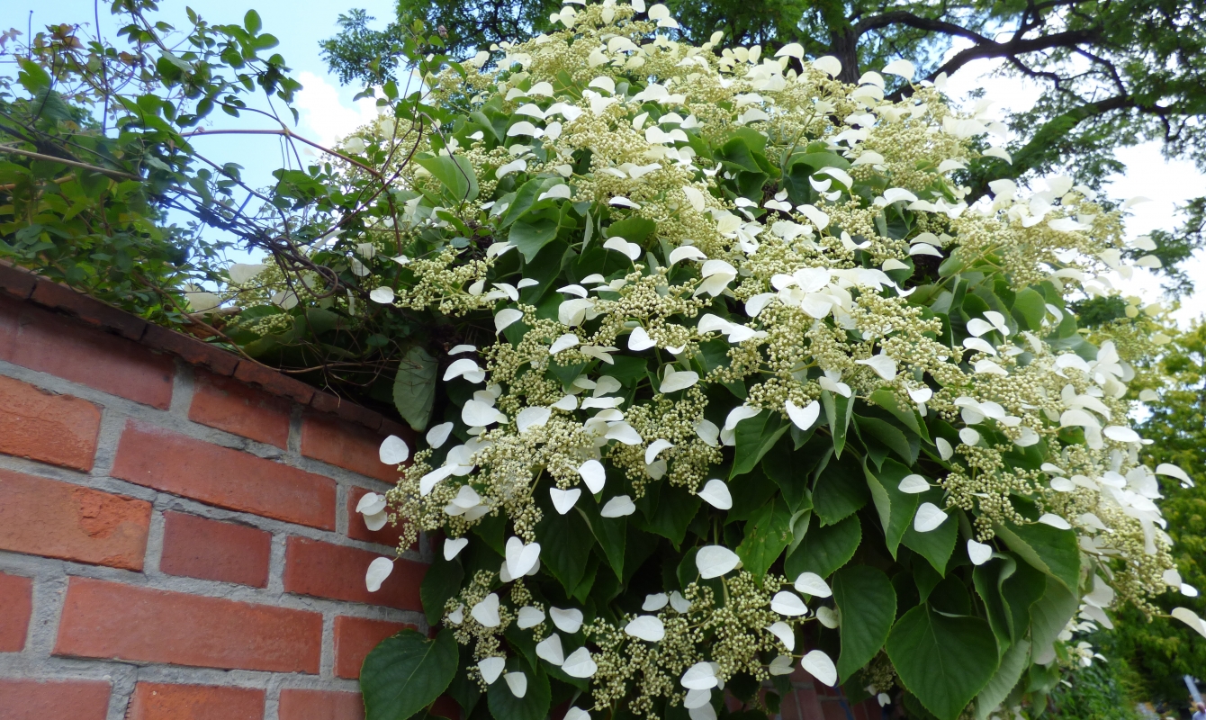 The Climbing Hydrangea a FourSeason Beauty The Habitat