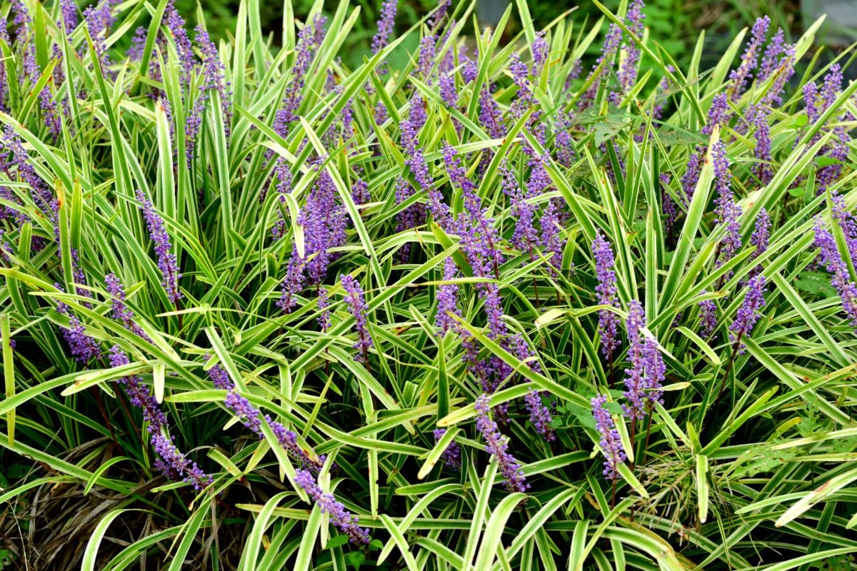 Discover the Benefits of Liriopes for Borders and Groundcovers - The ...