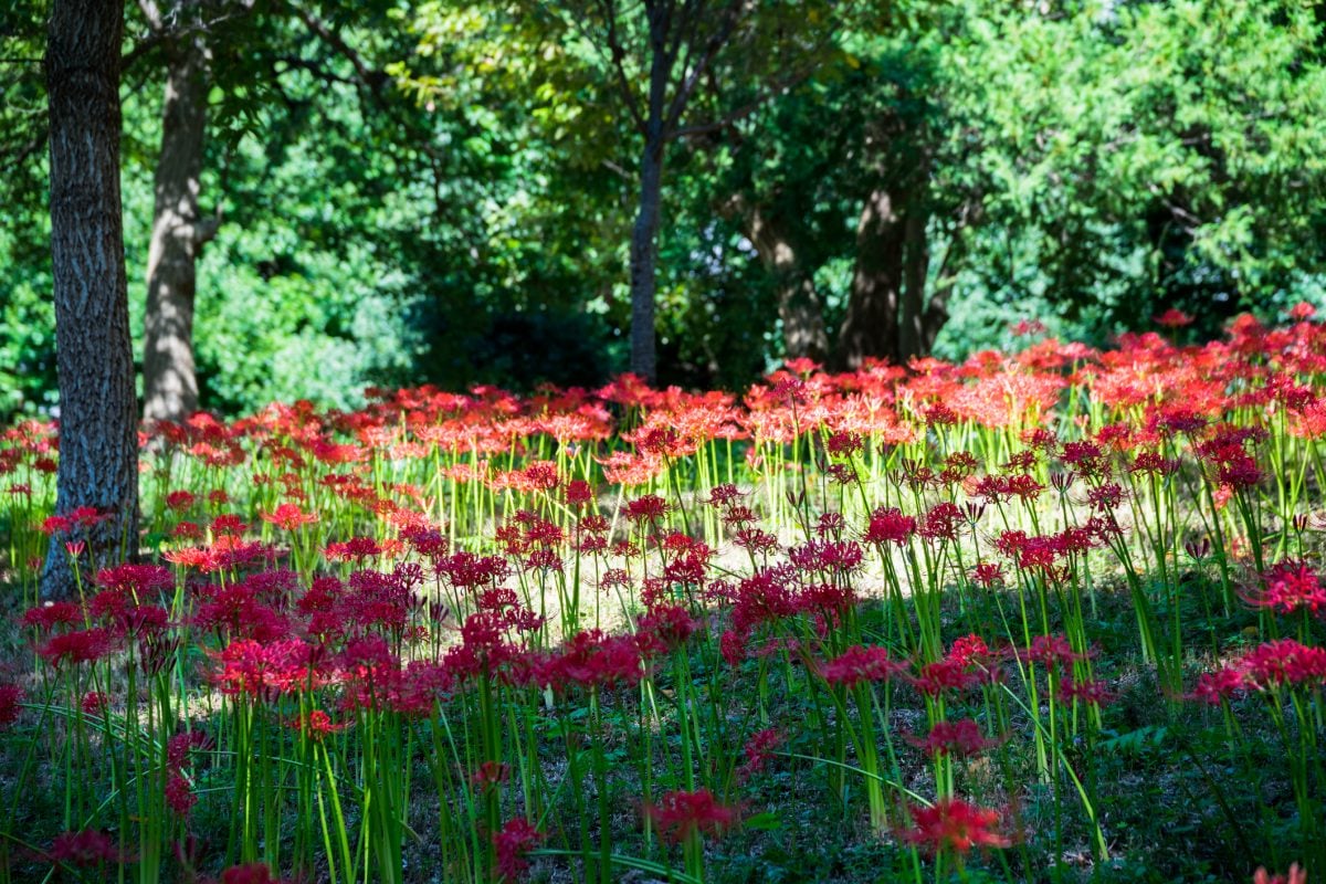 Spider Lilies Showy, and Easy to Grow The Habitat