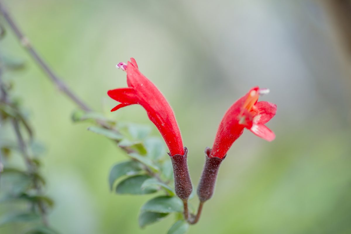 10 Simple Tips for Growing and Maintaining a Lipstick Plant The Habitat