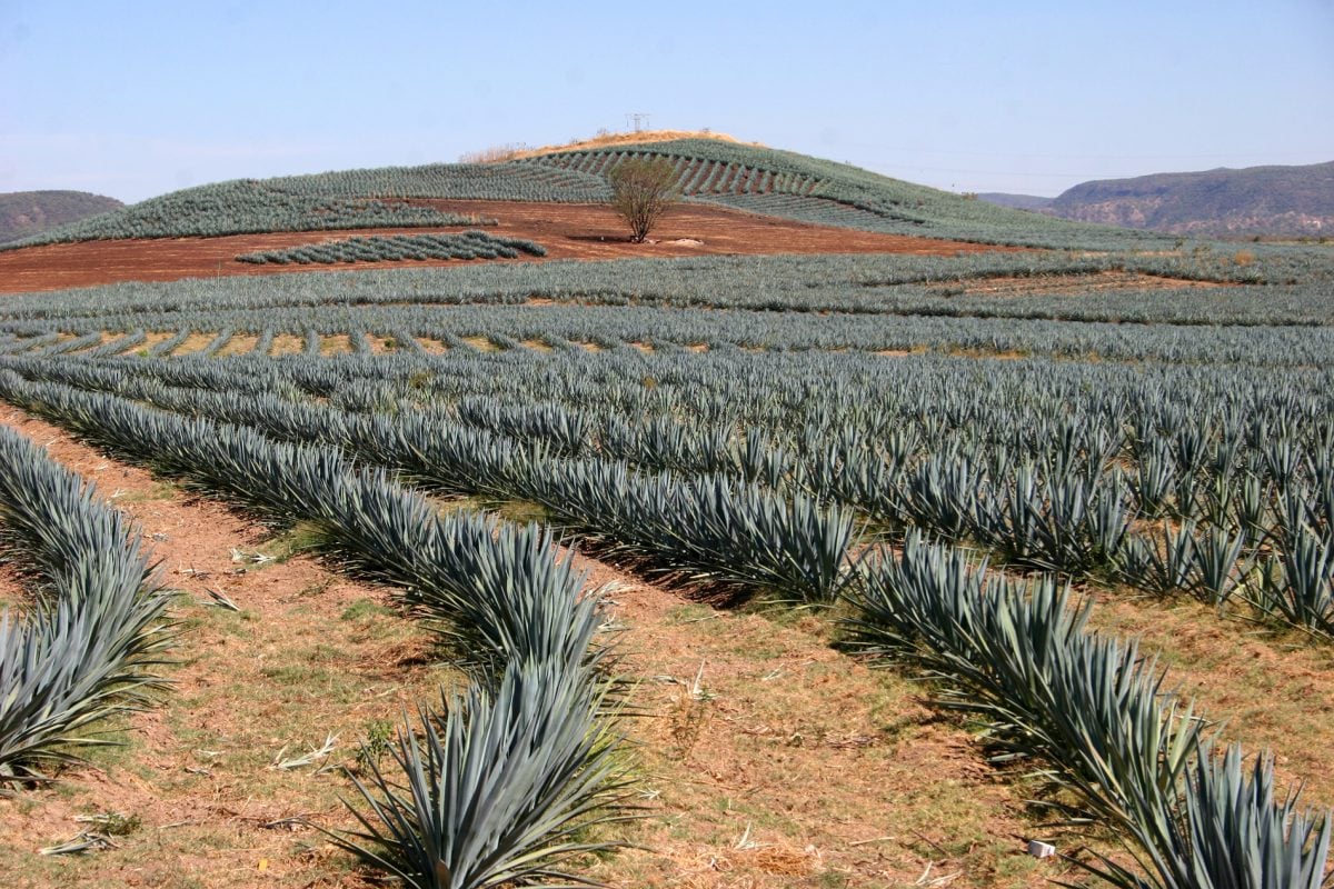 Your Guide to Cultivating Agave The Habitat