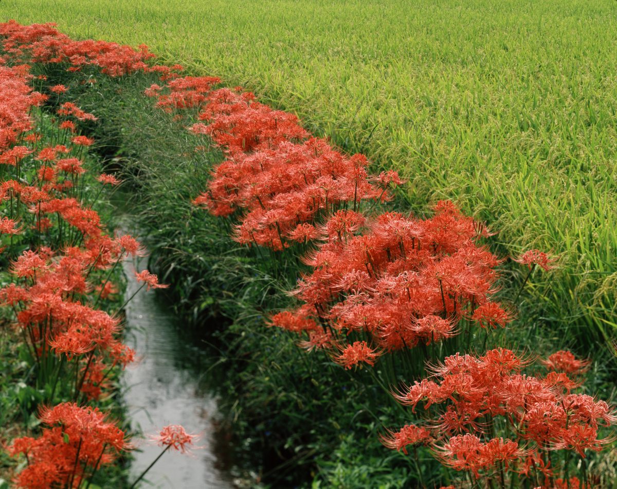 Spider Lilies Showy, and Easy to Grow The Habitat
