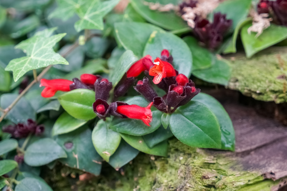 10 Simple Tips for Growing and Maintaining a Lipstick Plant The Habitat