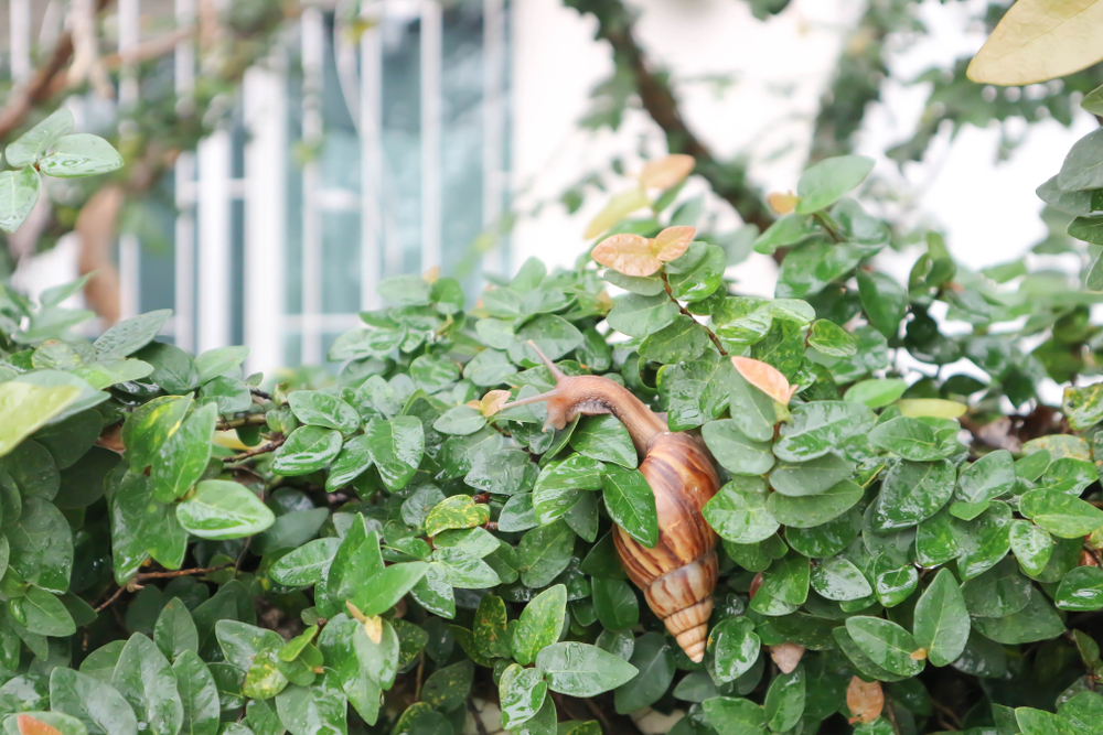 Expert Advice Mastering Creeping Fig Care The Habitat