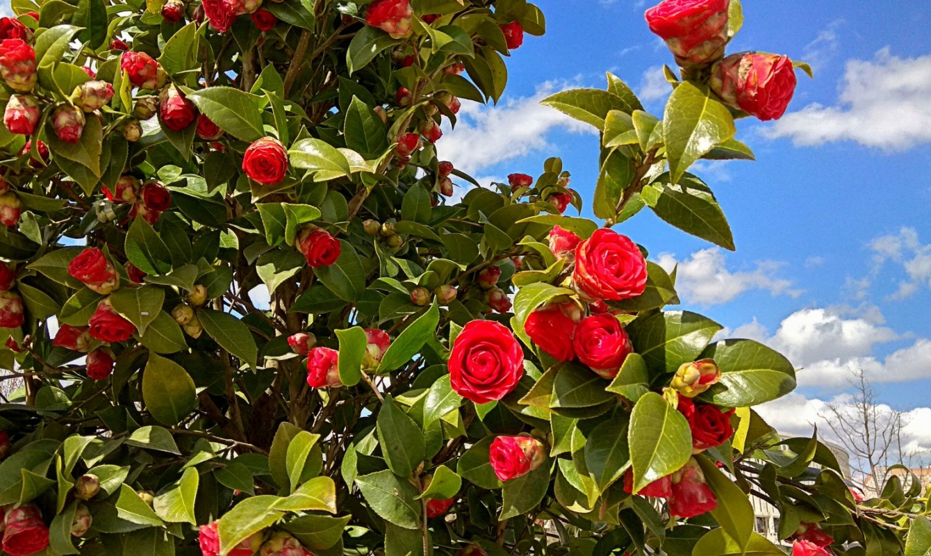 Growing and Caring for Camellias The Habitat