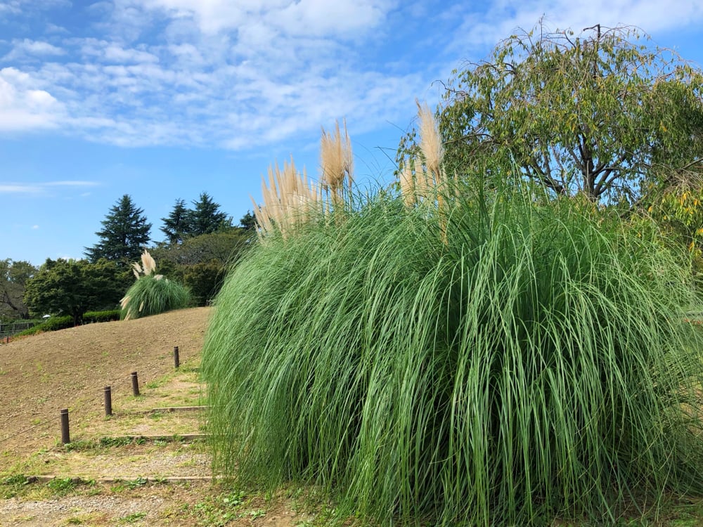 Create a stunning garden with pampas grass The Habitat