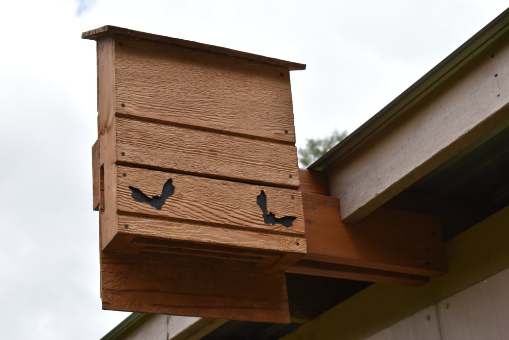How to a DIY Bat House Landlord The Habitat