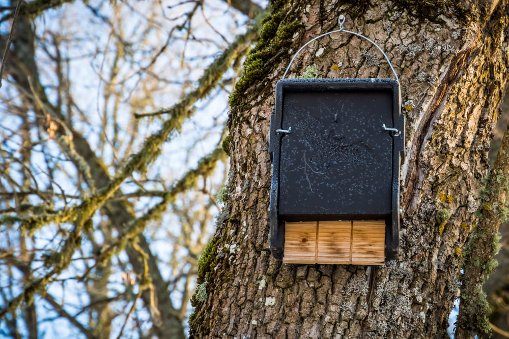 How to a DIY Bat House Landlord The Habitat