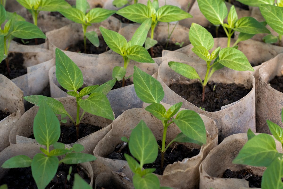 Enjoy Bell Pepper Plants From Your Garden The Habitat