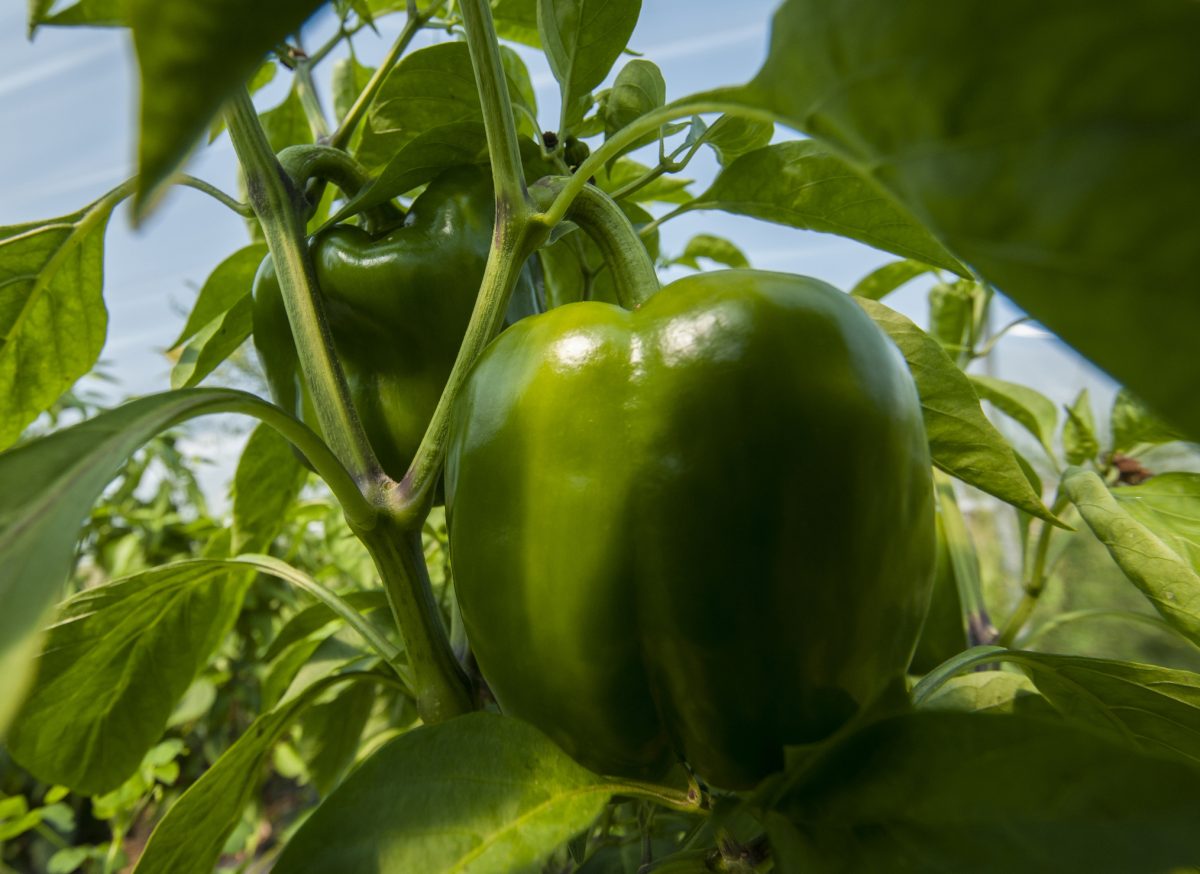 Enjoy Bell Pepper Plants From Your Garden The Habitat