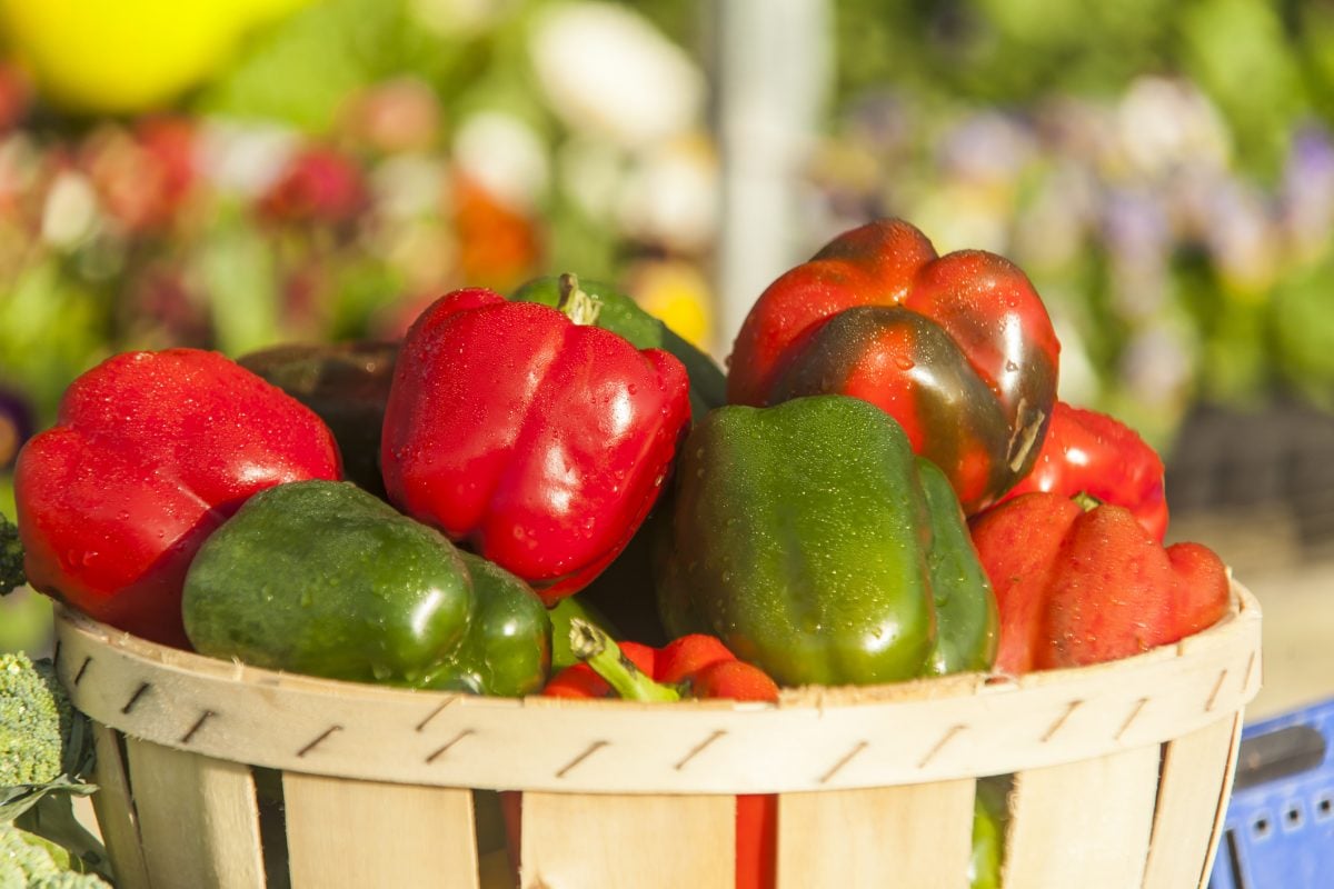 Enjoy Bell Pepper Plants From Your Garden The Habitat