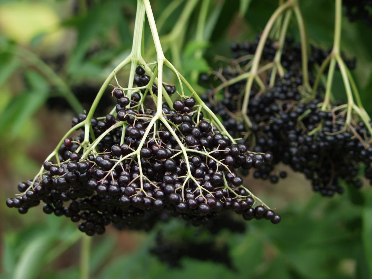 Respect Your Elders Growing an Elderberry Plant The Habitat
