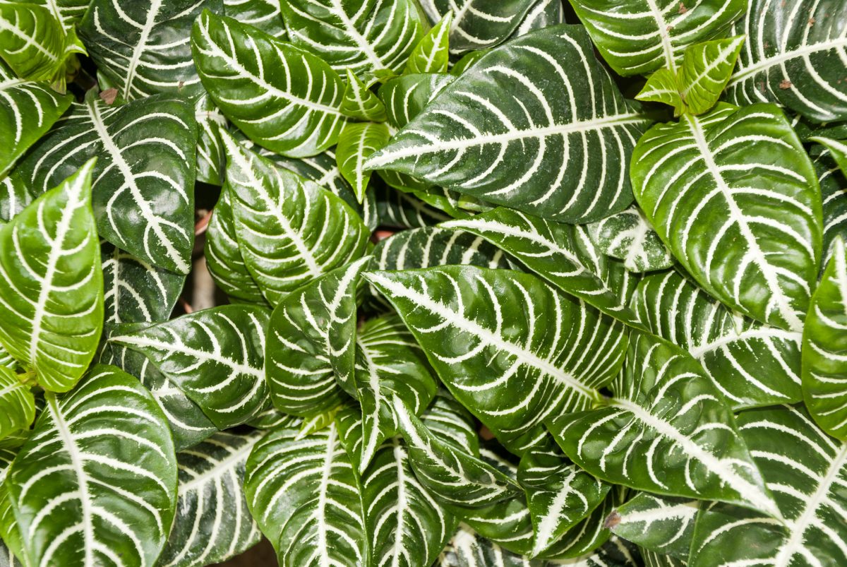 Zebra Plants Striped, Striking, and Simple to Grow The Habitat