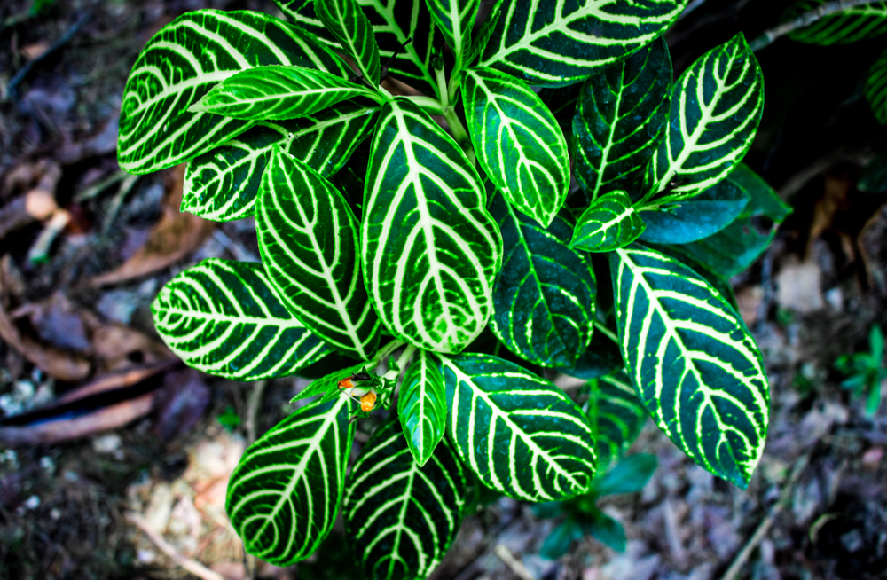 Zebra Plants Striped, Striking, and Simple to Grow The Habitat