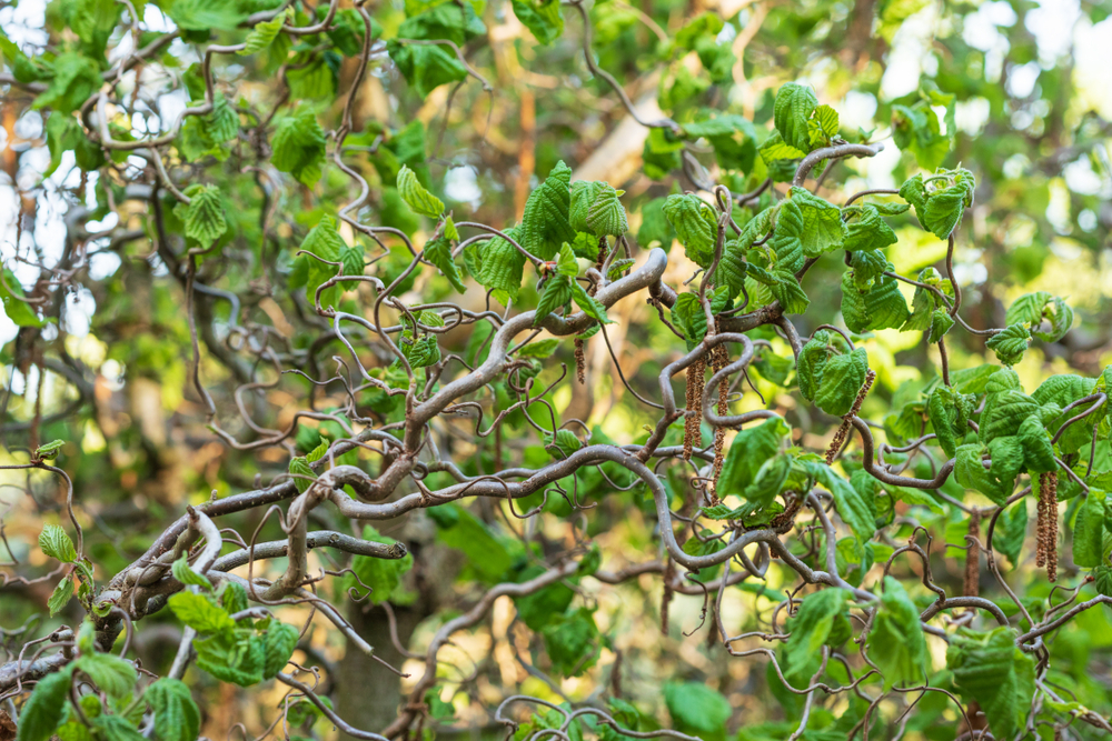 Dwarf Tree Species That Stand Tall in Any Yard The Habitat