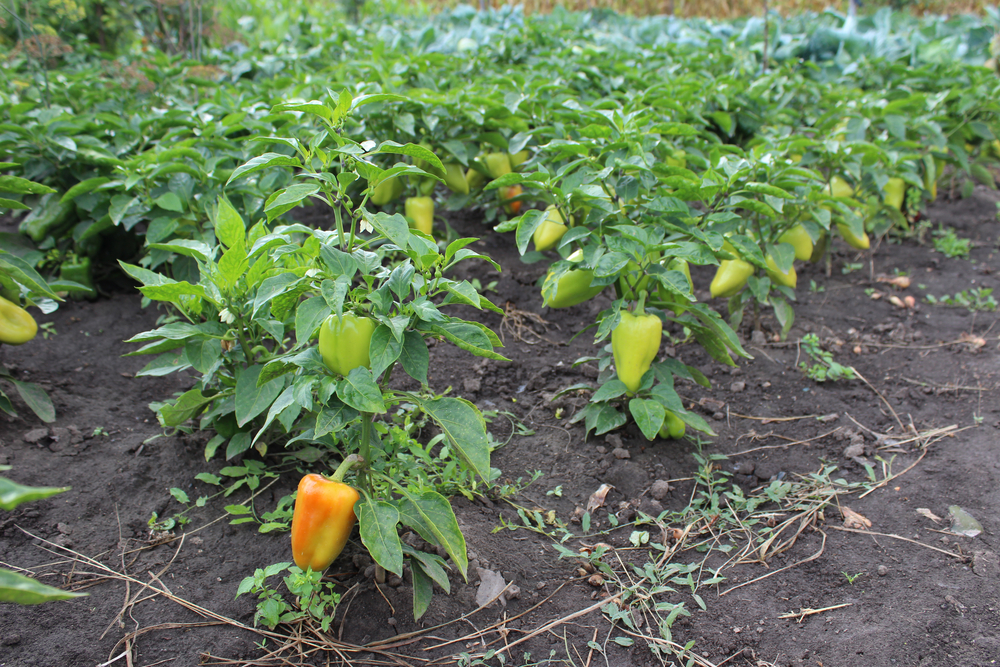 Enjoy Bell Pepper Plants From Your Garden The Habitat