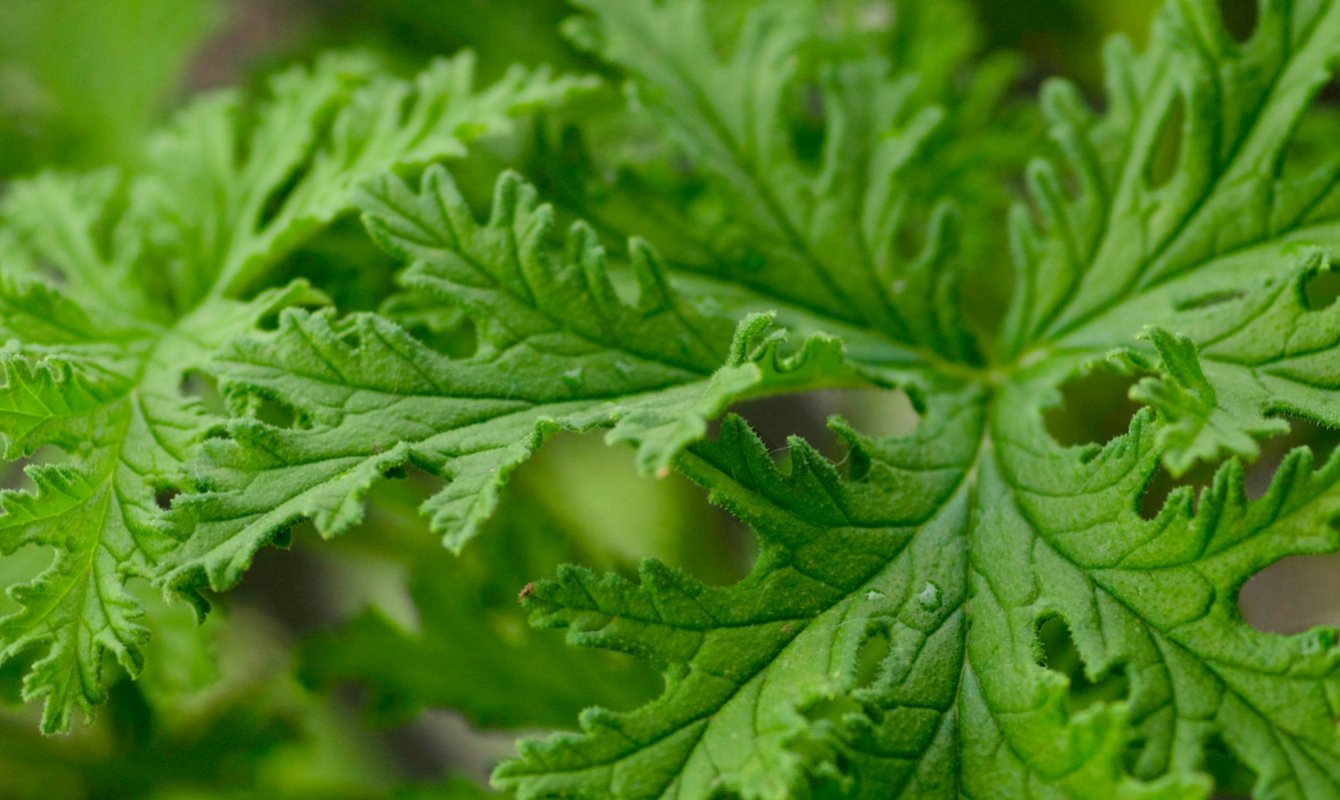 citronella plant types