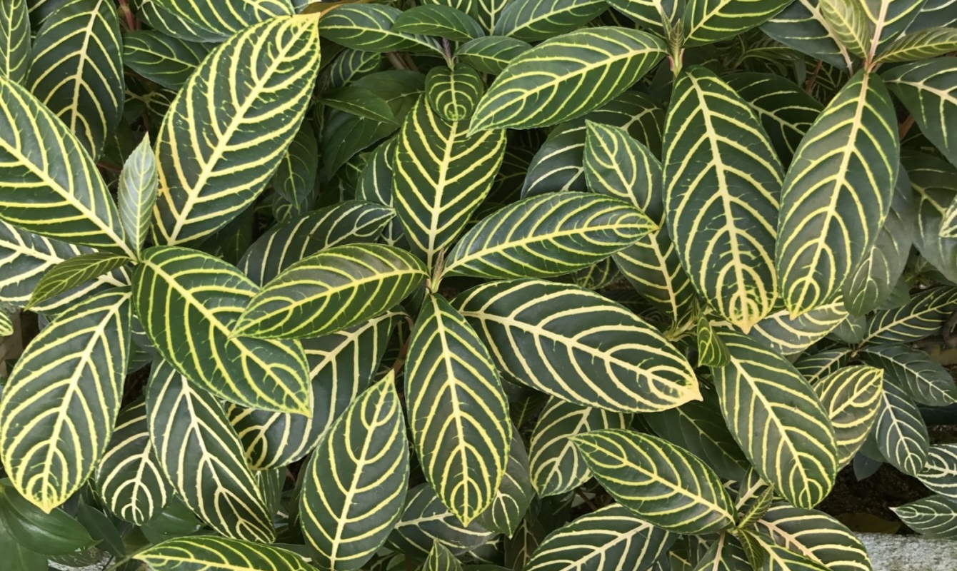 Zebra Plants Striped, Striking, and Simple to Grow The Habitat