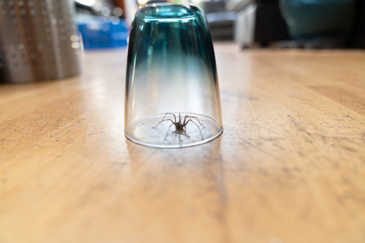 Effective Ways to Get Rid of Spiders For Good The Habitat