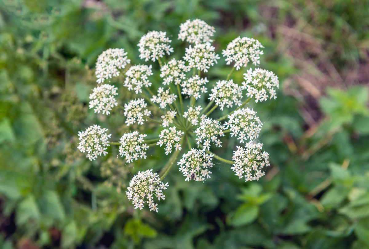 Every Gardener Should Grow Parsley The Habitat