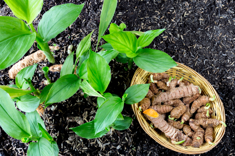 How to Plant and Grow Turmeric The Habitat