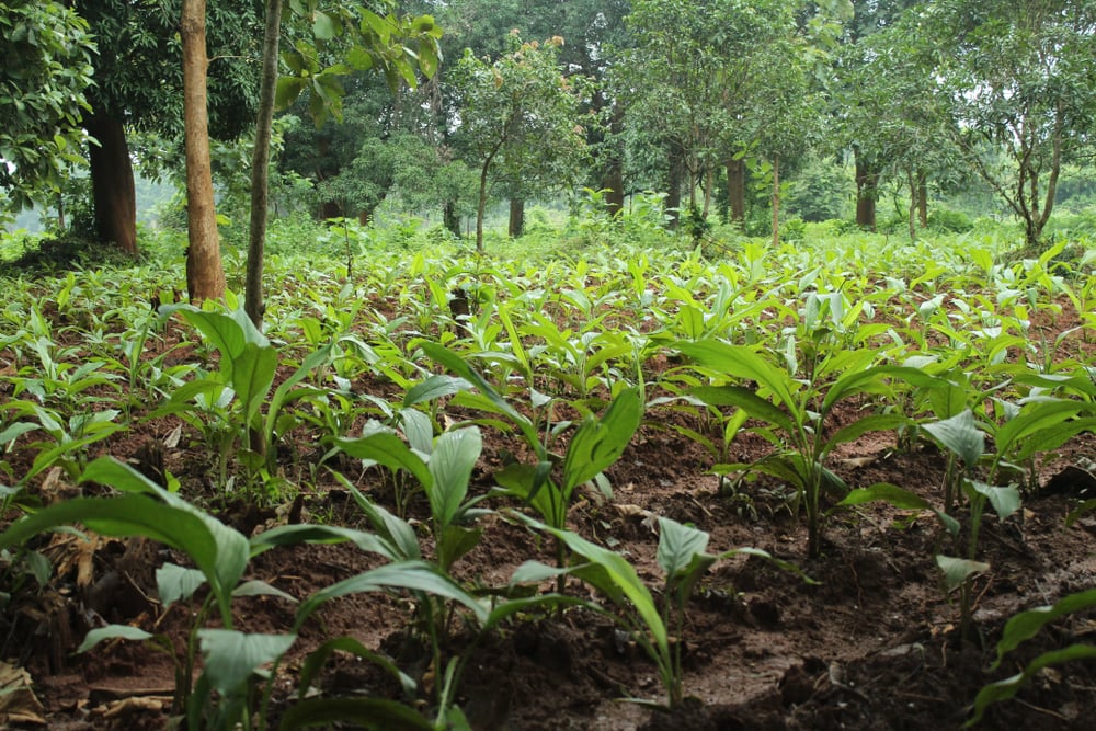 How to Plant and Grow Turmeric The Habitat