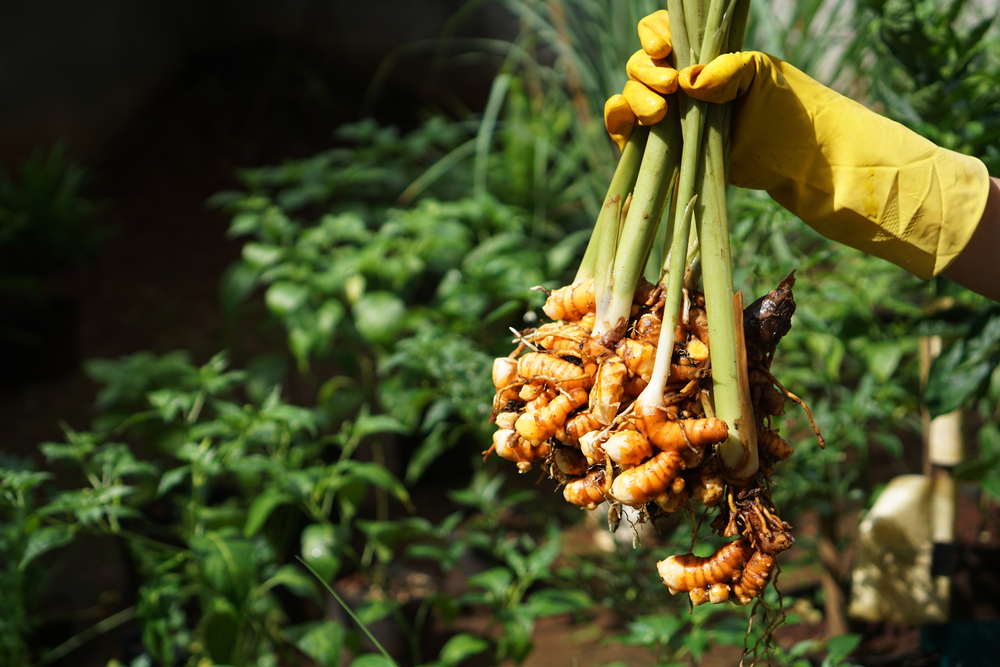 How to Plant and Grow Turmeric The Habitat