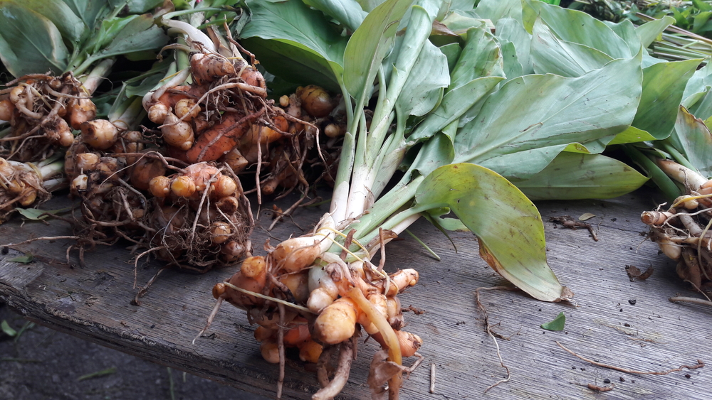 How to Plant and Grow Turmeric The Habitat