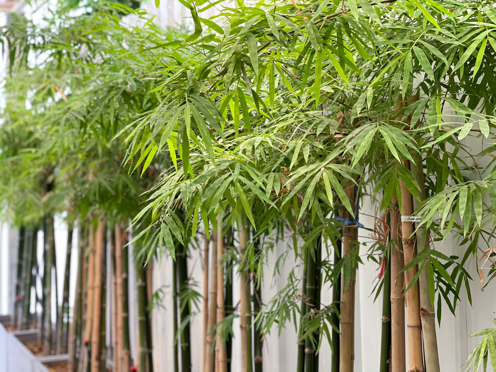 How to Care for Bamboo The Habitat