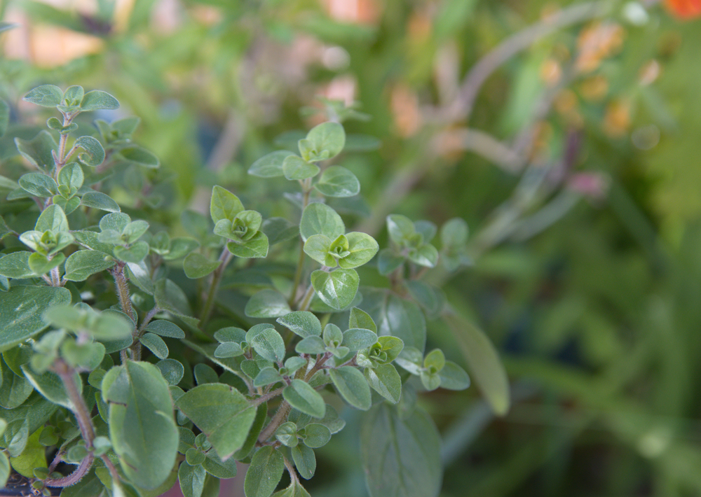 Growing Your Own Delicious Marjoram The Habitat