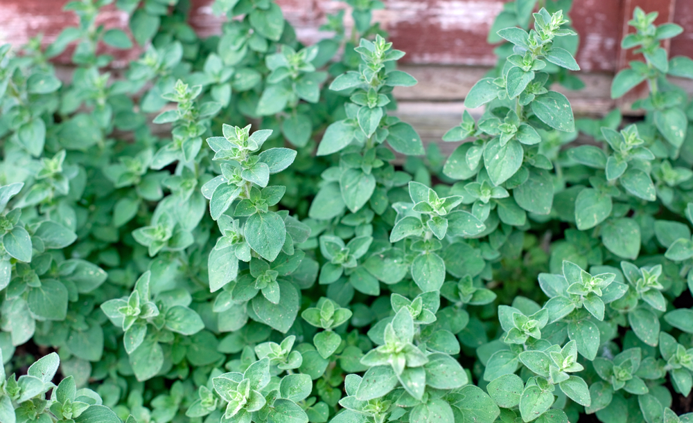 Growing Oregano, the Signature Culinary Herb The Habitat