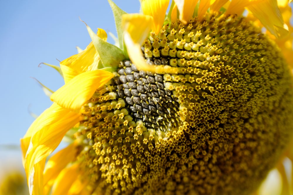 Sunflowers Your Guide for Planting, Growing, and Harvesting The Habitat