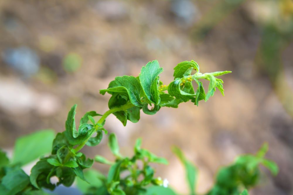 How to Care for Your Own Stevia Plant The Habitat