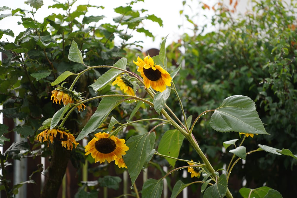 Sunflowers Your Guide for Planting, Growing, and Harvesting The Habitat