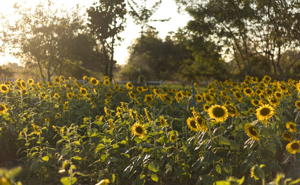 Sunflowers Your Guide for Planting, Growing, and Harvesting The Habitat