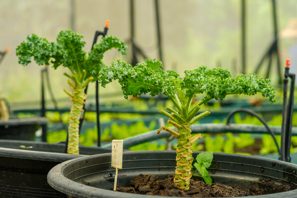Grow and Harvest Your Own Kale The Habitat